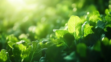 阳光下的青菜28