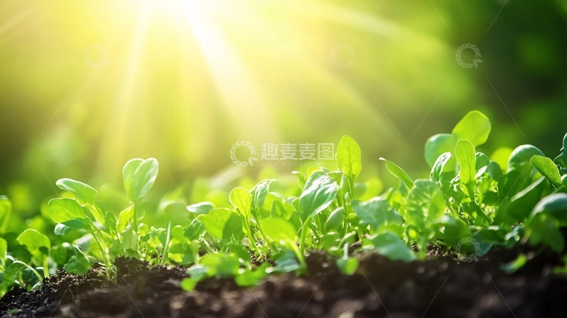 高清大图下载【趣麦麦图】阳光下的小苗8