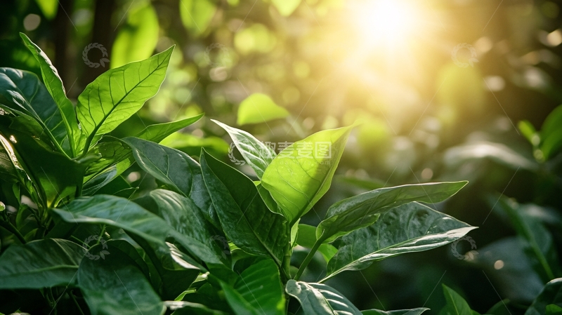 高清大图下载【趣麦麦图】阳光与绿植