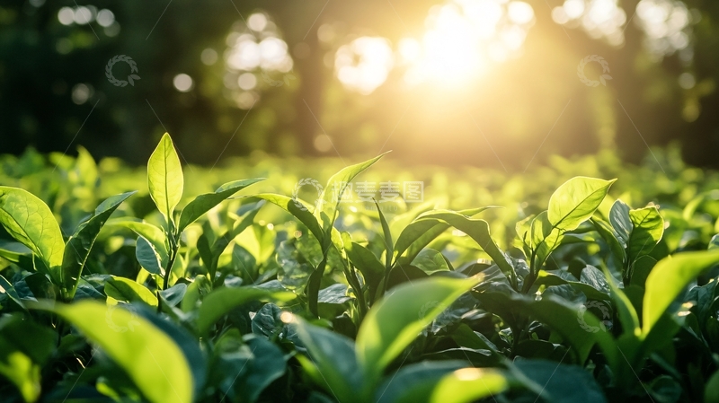 高清大图下载【趣麦麦图】阳光茶芽4