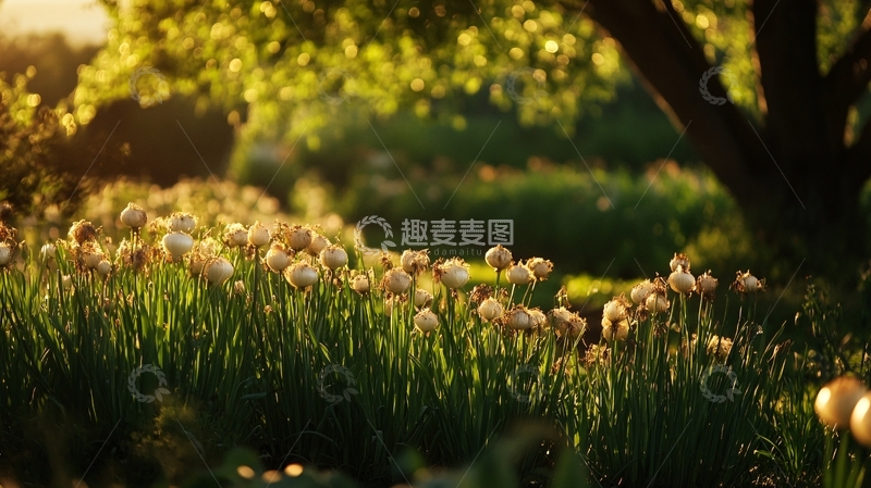 高清大图下载【趣麦麦图】葱兰高清