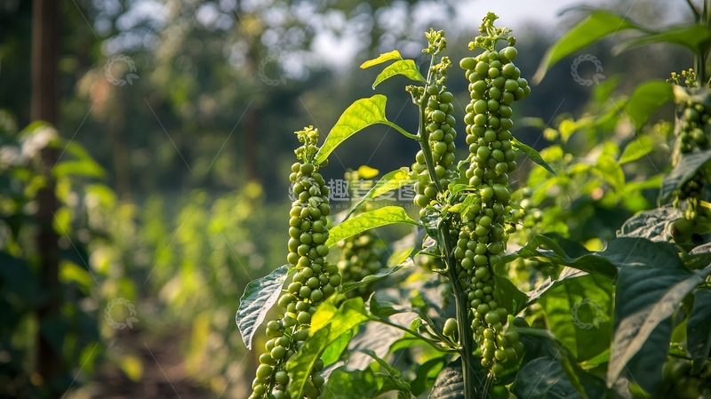 高清大图下载【趣麦麦图】种植园青花椒