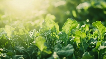 阳光下的青菜32