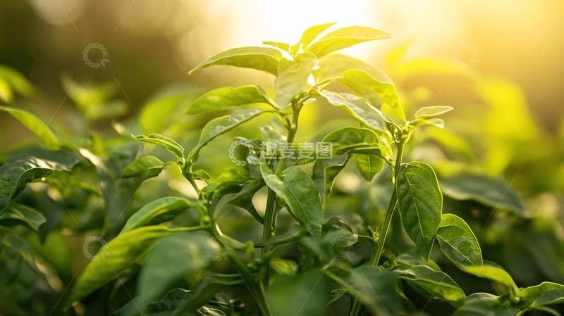 高清大图下载【趣麦麦图】阳光茶芽5