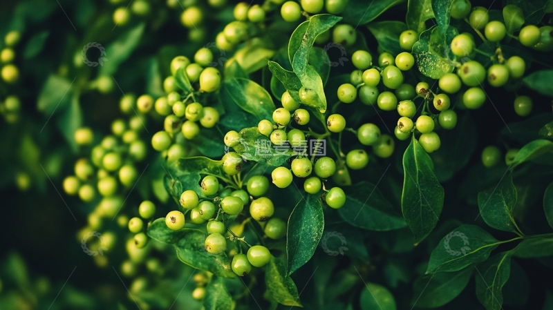 高清大图下载【趣麦麦图】雨露藤椒1