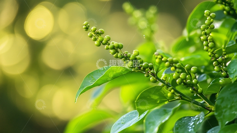 高清大图下载【趣麦麦图】雨露藤椒2