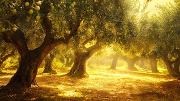 橄榄树阳光灿烂的气氛