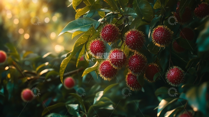 高清大图下载【趣麦麦图】荔枝红了2