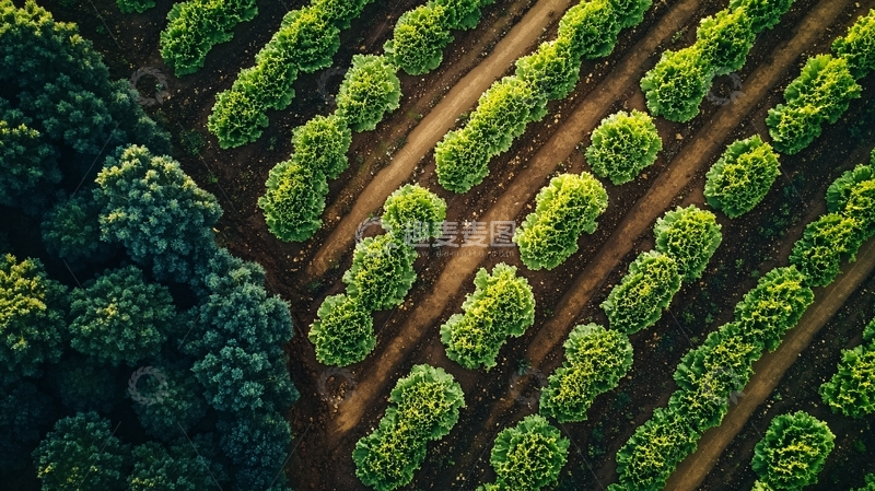 高清大图下载【趣麦麦图】菜地鸟瞰图