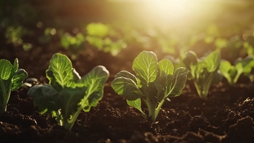 阳光下的青菜37