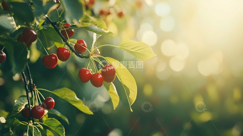 高清大图下载【趣麦麦图】树上成熟的诱人樱桃3