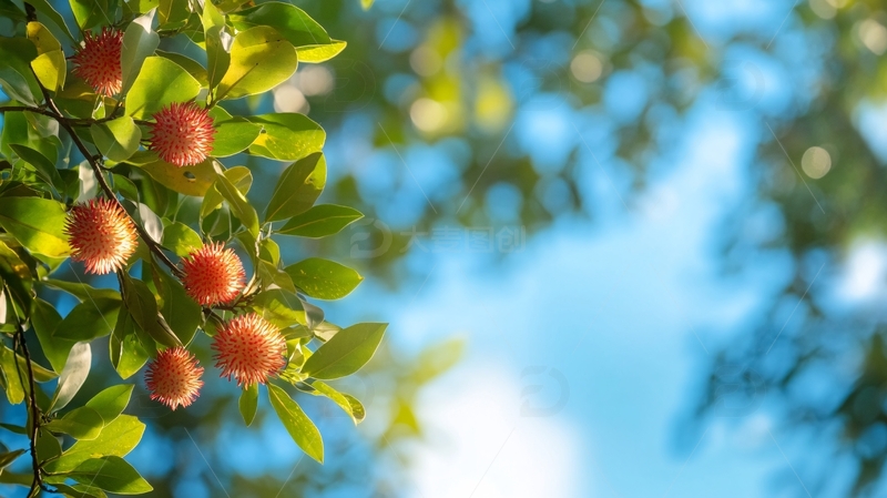 高清大图下载【趣麦麦图】夏天荔枝红了