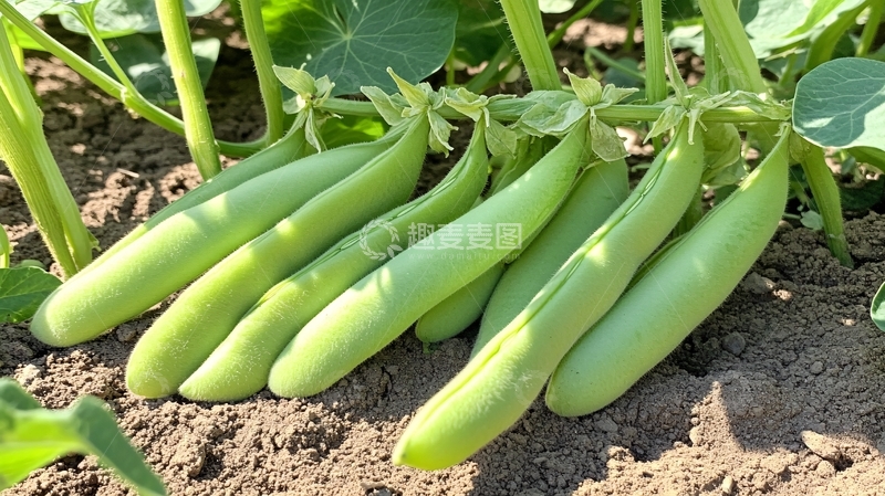 高清大图下载【趣麦麦图】地稍瓜高清图