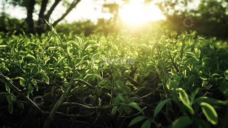 高清大图下载【趣麦麦图】阳光茶芽7