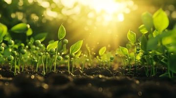 阳光下的小苗13