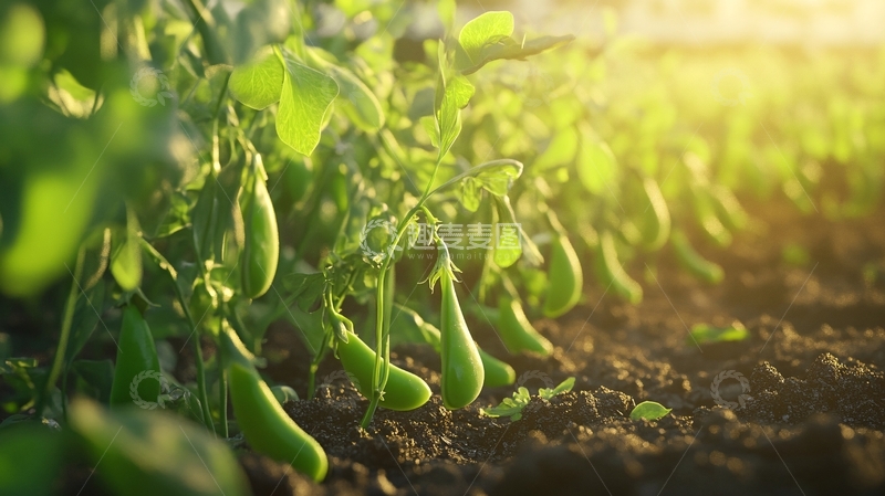 高清大图下载【趣麦麦图】田里种着豌豆