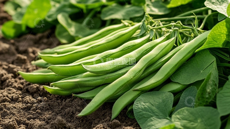 高清大图下载【趣麦麦图】豆类农产品果实豆角地8