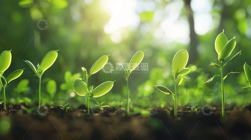 高清大图下载【趣麦麦图】阳光下的小苗9