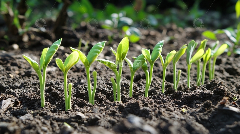 高清大图下载【趣麦麦图】刚破土的鸡毛菜嫩芽2