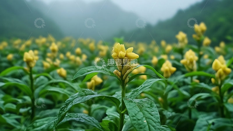 高清大图下载【趣麦麦图】高山黄姜