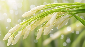 水珠稻穗