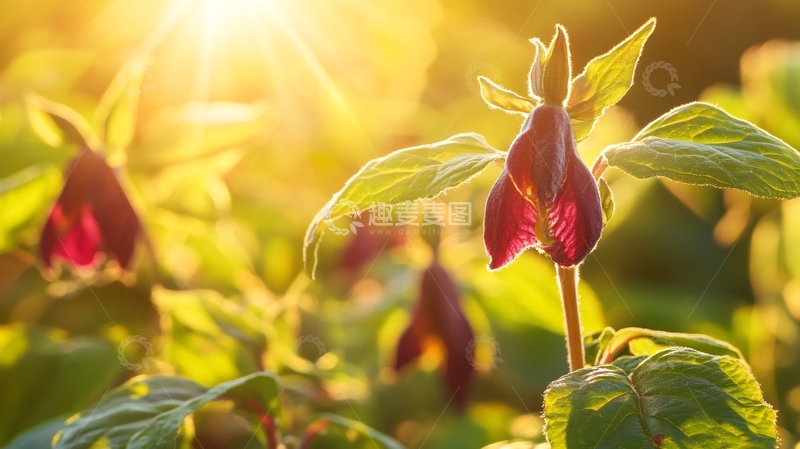 高清大图下载【趣麦麦图】阳光下的胡豆花1