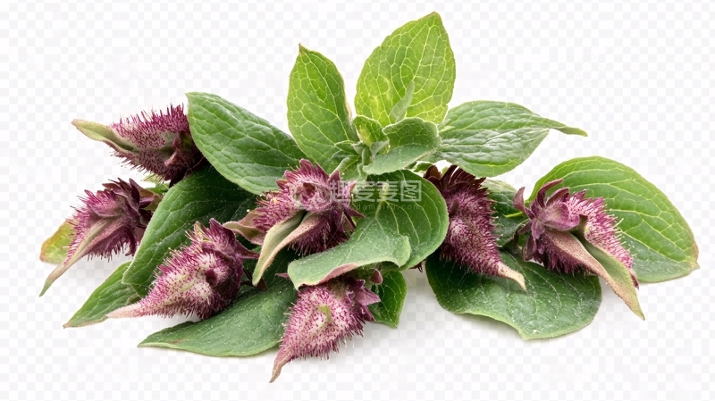 高清大图下载【趣麦麦图】苋菜图片