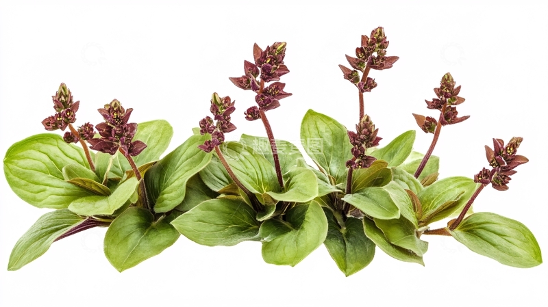 高清大图下载【趣麦麦图】红骨罗勒叶