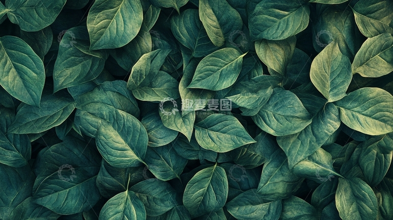 高清大图下载【趣麦麦图】高清树叶壁纸