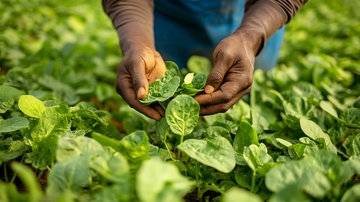 田间农民在摘菜