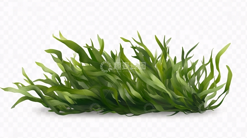 高清大图下载【趣麦麦图】海藻插画