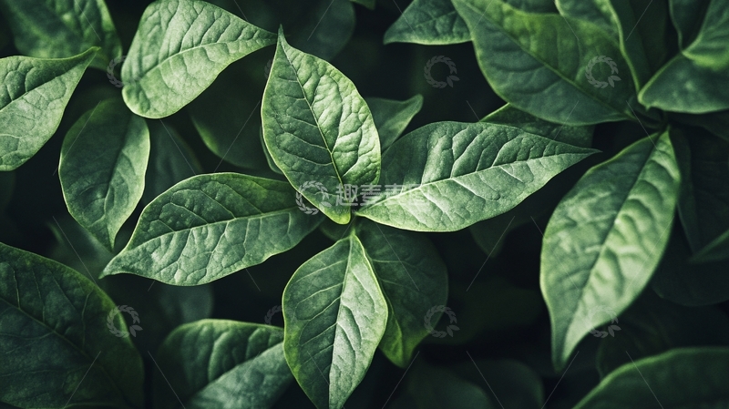 高清大图下载【趣麦麦图】何首乌绿叶微距
