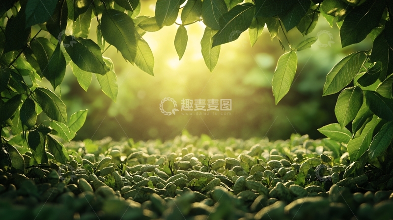 高清大图下载【趣麦麦图】唯美绿核桃叶背景