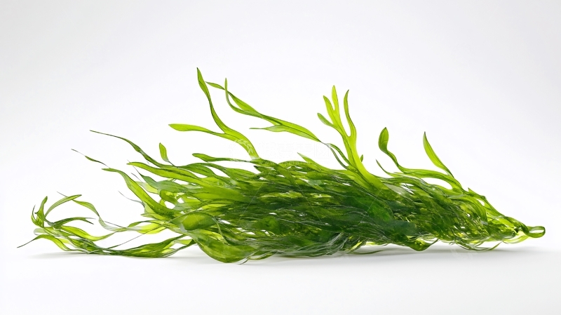 高清大图下载【趣麦麦图】海藻高清图