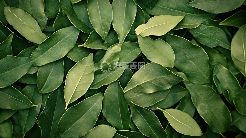 高清大图下载【趣麦麦图】高清绿叶纹理背景4