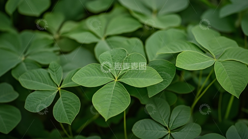 高清大图下载【趣麦麦图】四叶草绿植背景素材