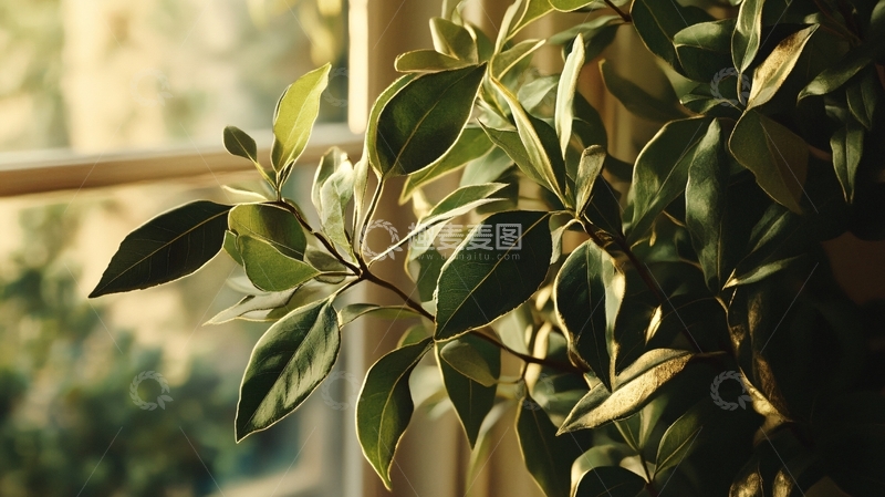 高清大图下载【趣麦麦图】阳光植物窗台小绿植1