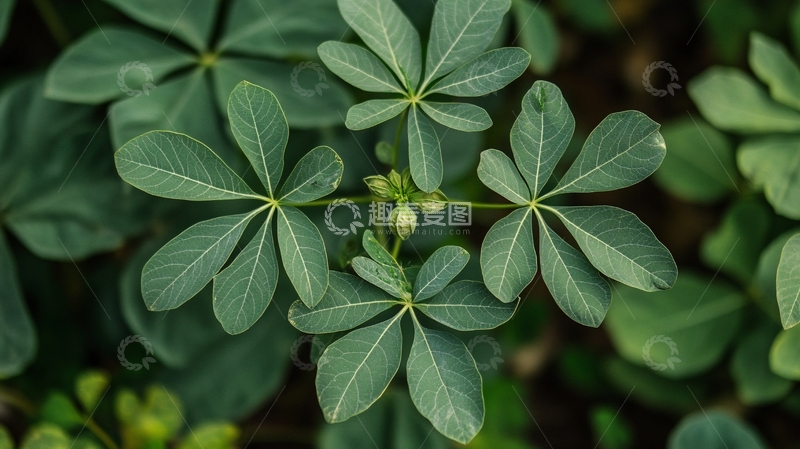 高清大图下载【趣麦麦图】鹅掌柴特写1