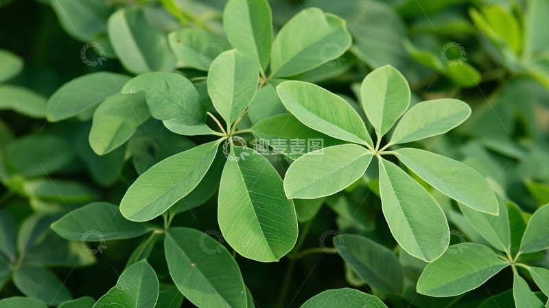 高清大图下载【趣麦麦图】鹅掌柴特写