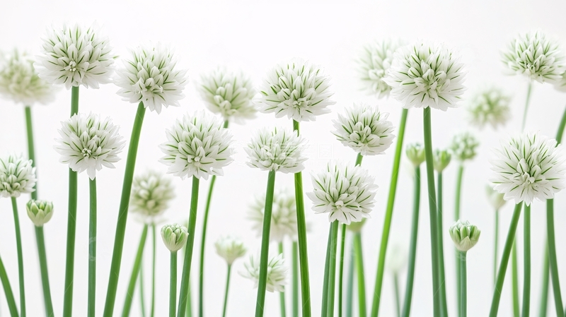 高清大图下载【趣麦麦图】排列整齐的韭菜花