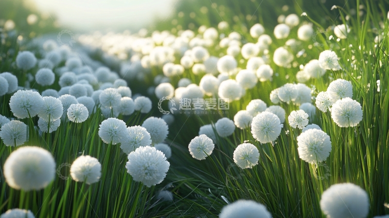 高清大图下载【趣麦麦图】大花葱高精图