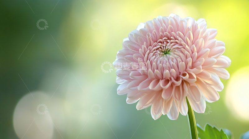 高清大图下载【趣麦麦图】唯美大丽花1