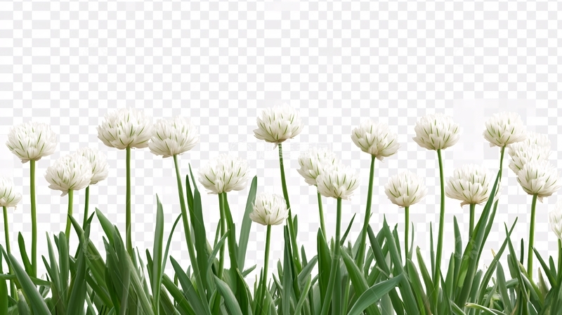 高清大图下载【趣麦麦图】白色的花葱兰花