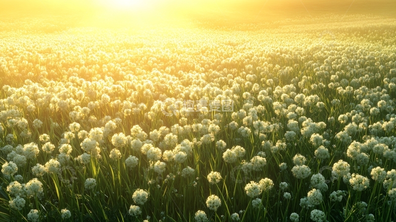 高清大图下载【趣麦麦图】韭菜花田