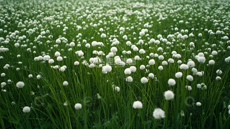 高清大图下载【趣麦麦图】白色韭菜花