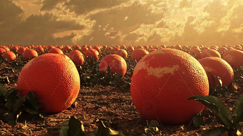 高清大图下载【趣麦麦图】哈蜜瓜壁纸7