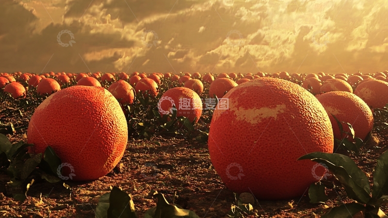 高清大图下载【趣麦麦图】哈蜜瓜壁纸7