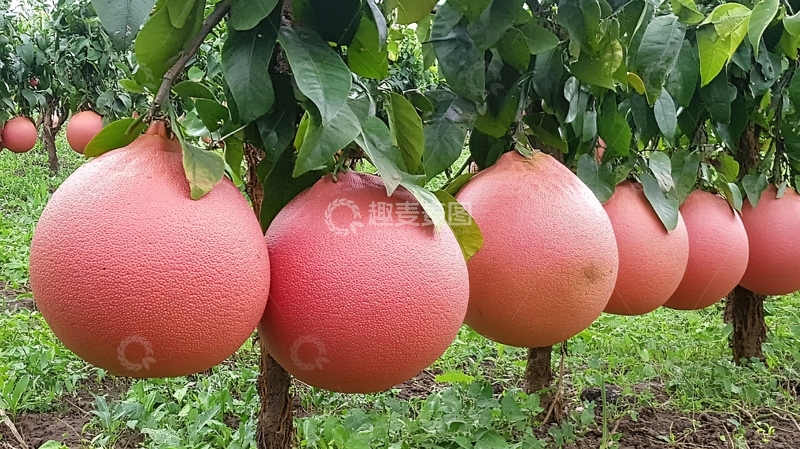 高清大图下载【趣麦麦图】红心柚种植