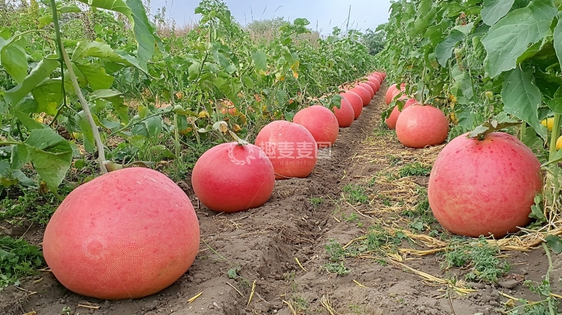 高清大图下载【趣麦麦图】西州蜜号