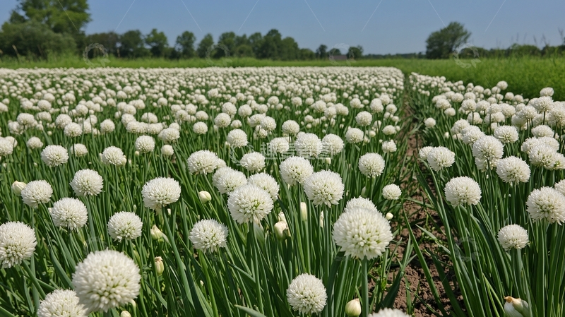 高清大图下载【趣麦麦图】韭菜花田阳光